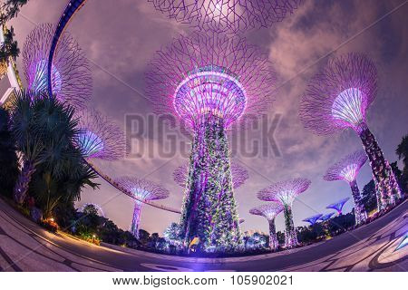 SINGAPORE - May 10: Night view of Supertree Grove at Gardens by the Bay on May 10, 2014 in Singapore