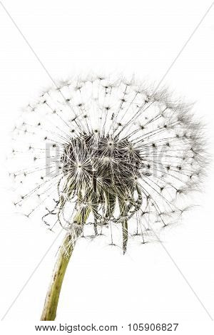 Macro Of An Overblown Fluffy Dandelion
