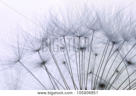 Macro Of An Overblown Fluffy Dandelion