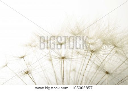 Macro Of An Overblown Fluffy Dandelion