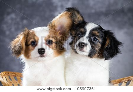 Two Funny Papillon Puppy