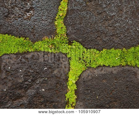 Small Plants Between Flagstones