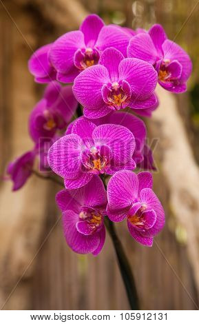 Phalaenopsis, Moth Orchid
