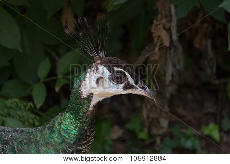 Head Of Female Peacock