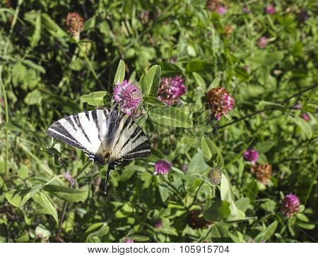 Iphiclides Podalirius