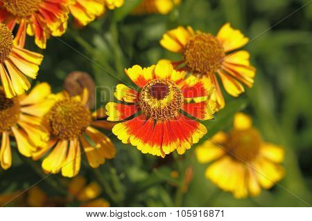 Blanket Flowers (gaillardia Aristata)
