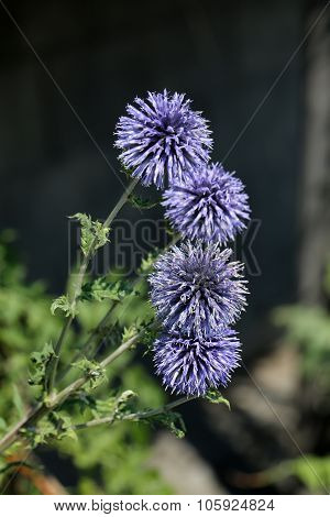 Close up of Echinops flowers in the garden