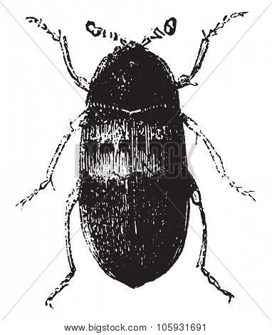 Larder beetle, vintage engraved illustration. Magasin Pittoresque 1877.
