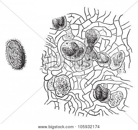 Spore truffle, vintage engraved illustration. Magasin Pittoresque 1877.