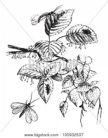 The lacewing pearl, vintage engraved illustration. Magasin Pittoresque 1877.