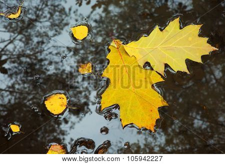 Yellow Leaves On The Water. Horizontal View.