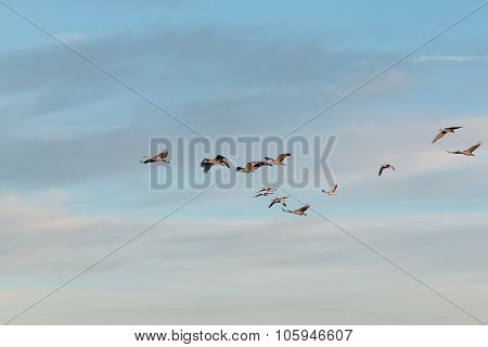 Sandhill Cranes in Flight