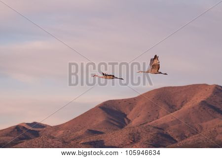 Sandhill Cranes in Flight