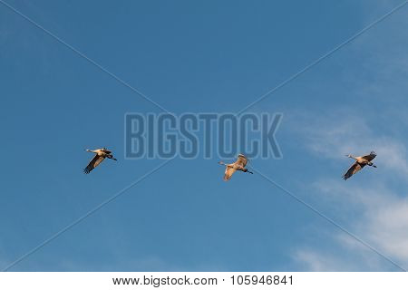 Sandhill Cranes in Flight