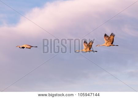 Sandhill Cranes in Flight