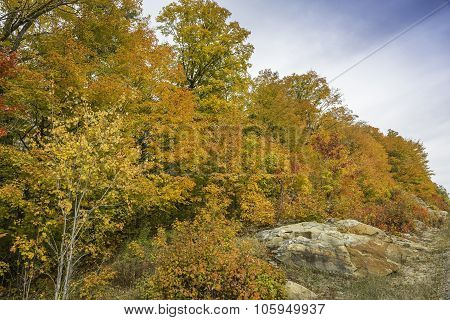 Sugar Maples Growing On Precambrian Shield In Autumn - Ontario, Canada