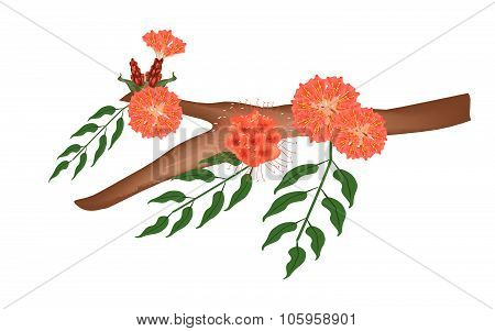 Scarlet Flame Bean Or Brownea Ariza Flower On Tree