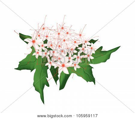 Red Clerodendrum Paniculatum Flowers Or Pagoda Flowers