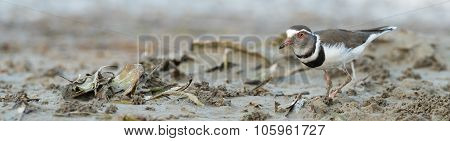Three-banded Plover (charadrius Tricollaris) Searching For Food In The Mud Flats