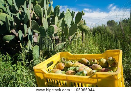 Harvest Season