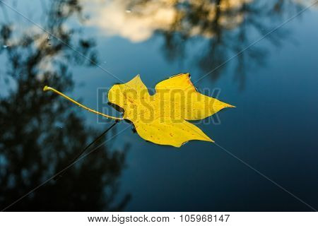 Yellow leaf in water