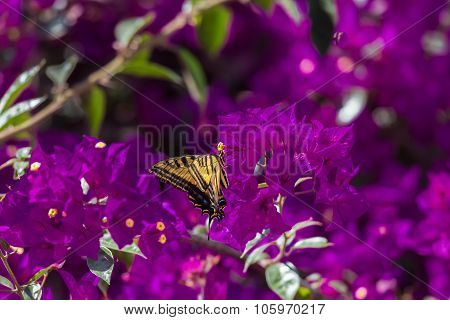 Two Tailed Tiger Swallowtail