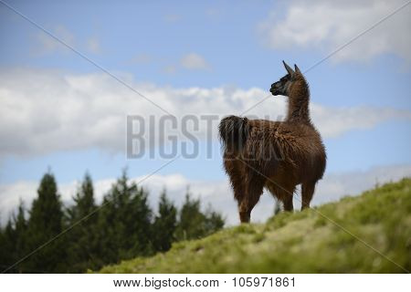 Brown llama on the field.