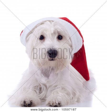 Santa Westie patrząc na kamery