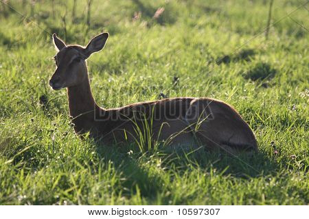 Impala.