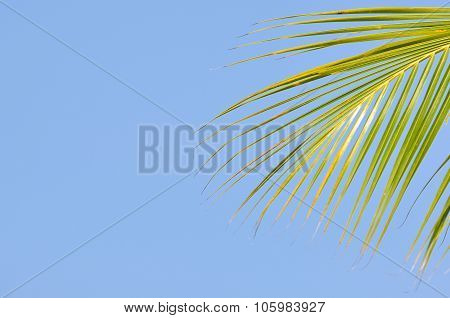 Close Up Of Coconut Leaf With Copy Space Area