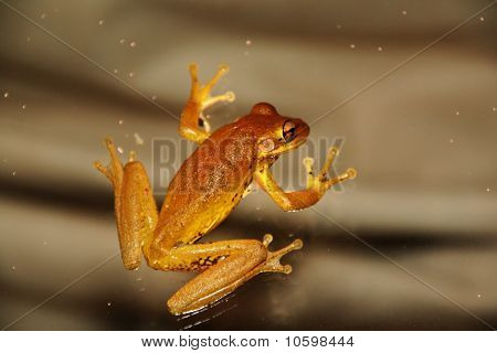 Raganella cubano