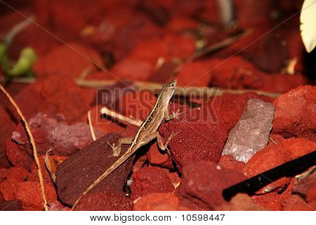 Gecko Anole marrone