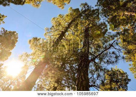 Pine Tree View