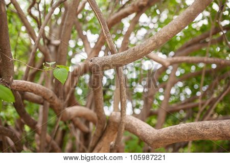 Branches and trunks of an old lilac bush