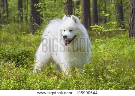 Samoyed Puppy In The Wood