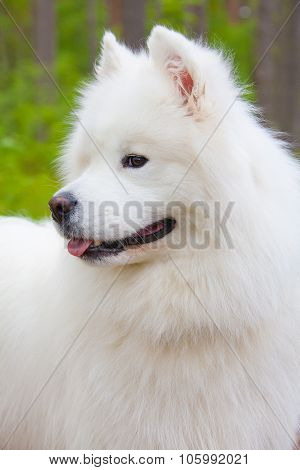 Samoyed Puppy In The Wood