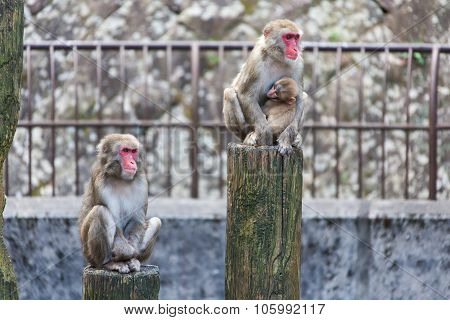 Japanese Macaque - Macaca Fuscata