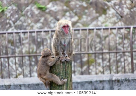Japanese Macaque - Macaca Fuscata