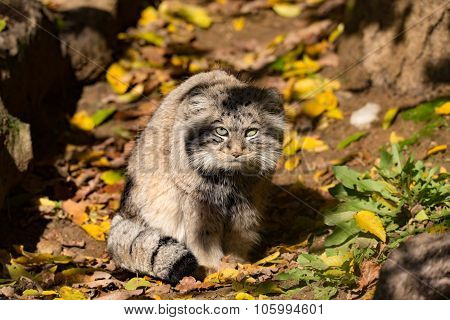 Beautiful Wild Cat, Pallas's Cat, Otocolobus Manul