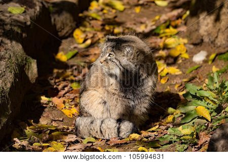 Beautiful Wild Cat, Pallas's Cat, Otocolobus Manul