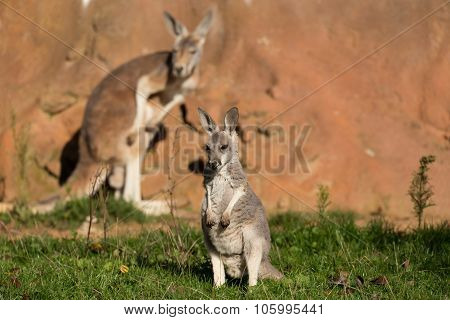 Red Kangaroo