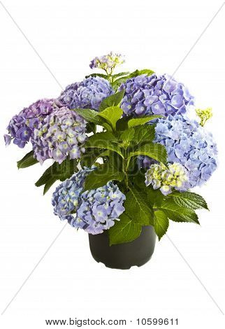 Vackra blå lila Hortensia