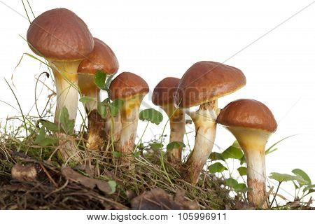 Mushrooms