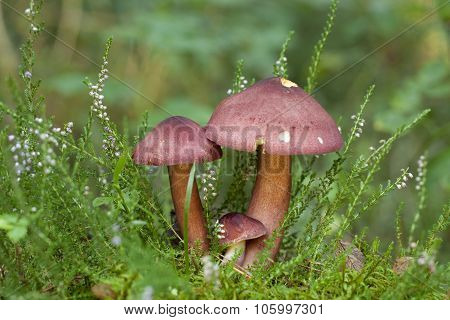 Mushrooms