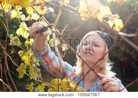 Blonde Woman Trim Branch By Small Hedge Cutter