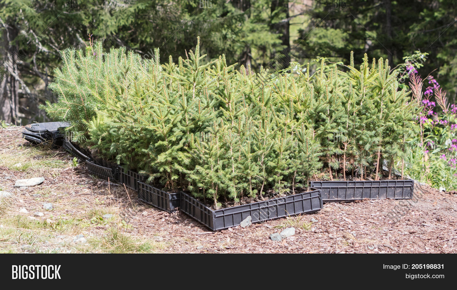 Small Pine Trees Image & Photo (Free Trial) | Bigstock