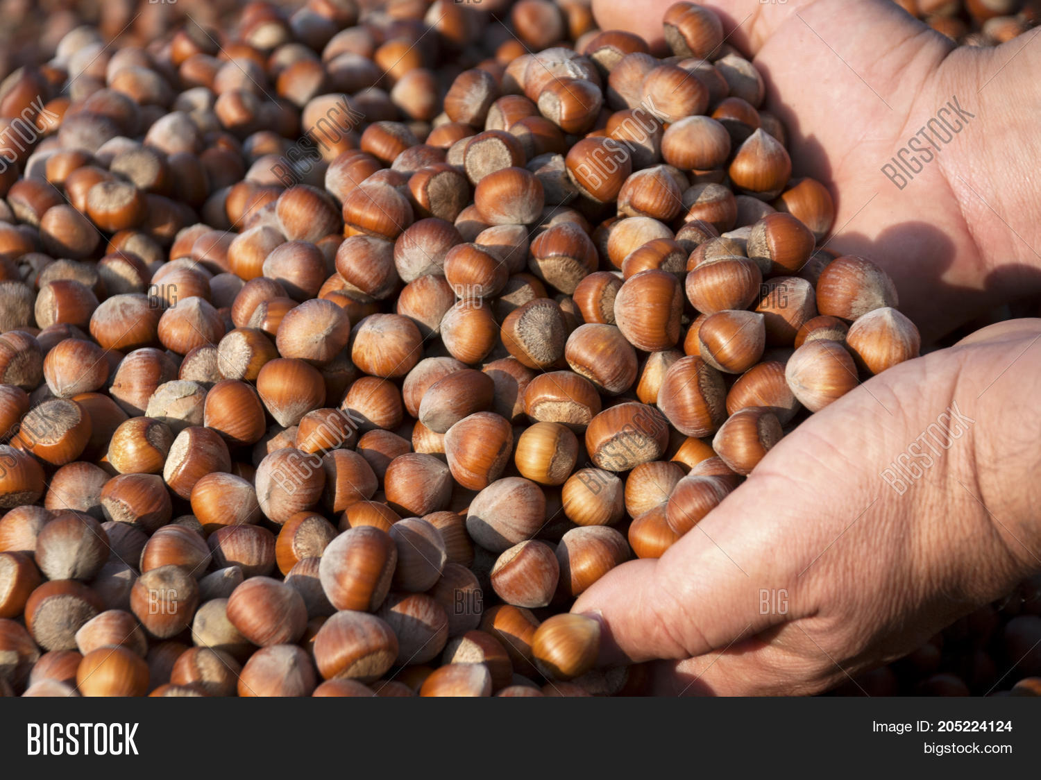 Hazelnuts. Harmonized Image & Photo (Free Trial) Bigstock