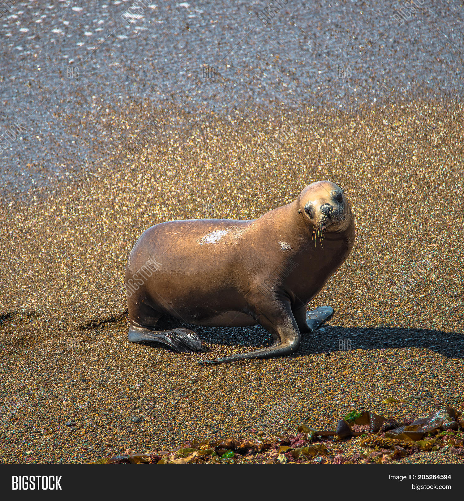 colony of sea lions and elephant seals at peninsula valdes