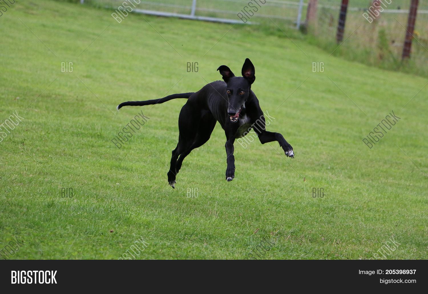 Black Galgo Running Image Photo Free Trial Bigstock