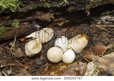 Dog Stinkhorn Fungus